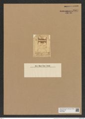 Hemiaulus pulvinatus Grev. (de-Toni-Nr.: Genus 117, Species 3388) Zeichnungen Sammlung Grunow Nr. 6807 (NHMW-BOT-W0375650)